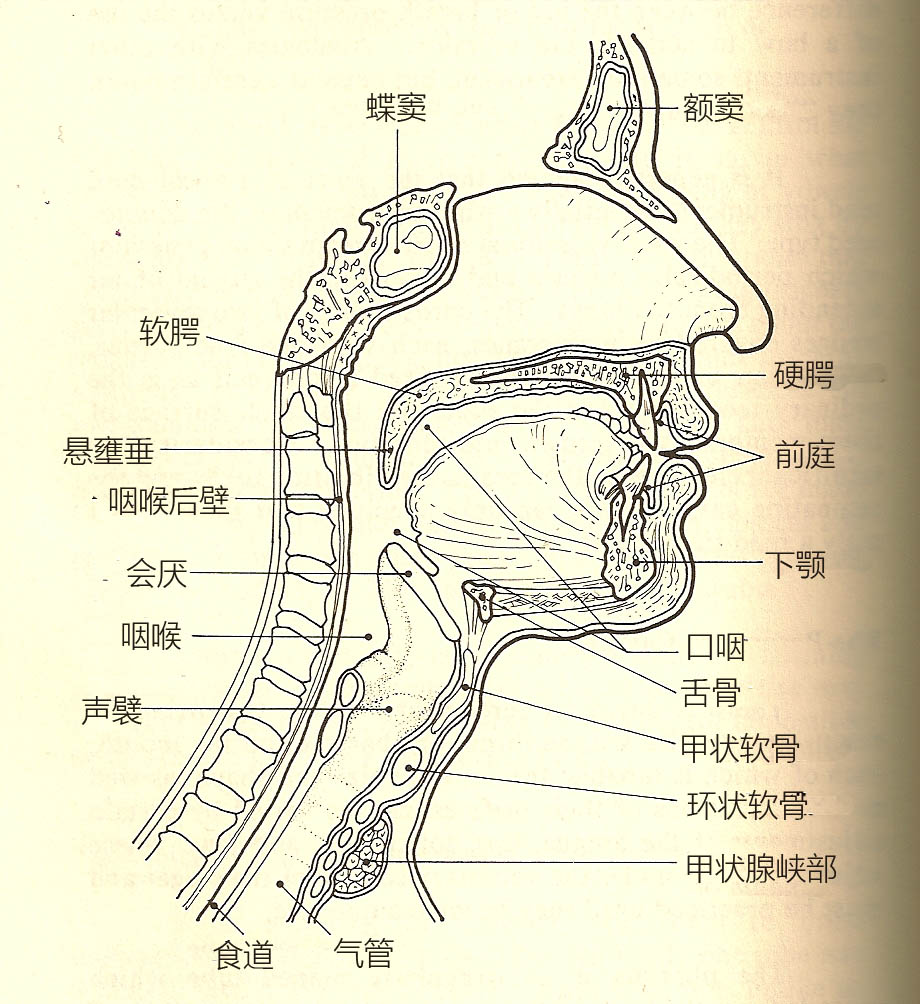 声乐基础训练：发掘你的声音潜质